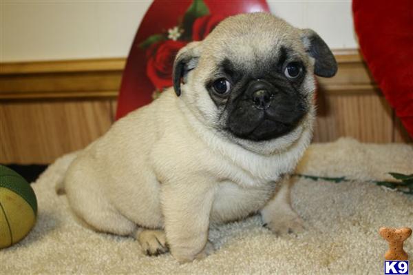 Pug