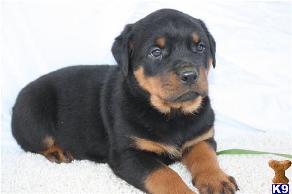 Rottweiler