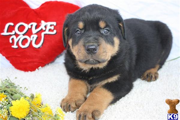 Rottweiler