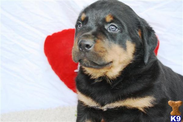 Rottweiler