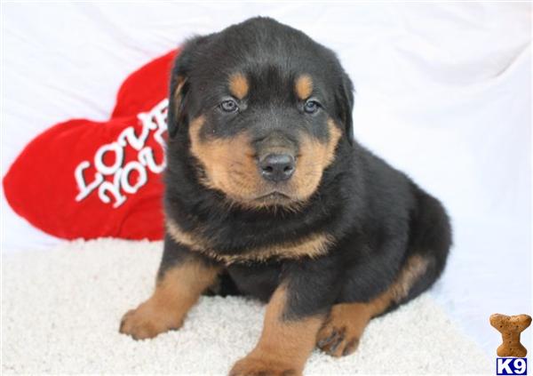 Rottweiler