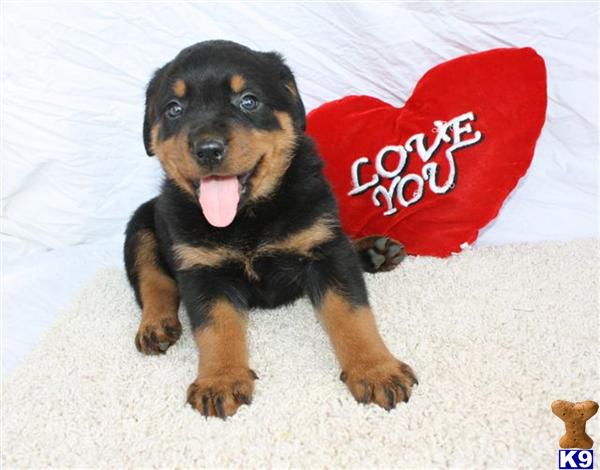 Rottweiler