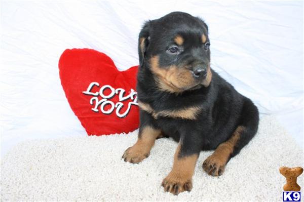 Rottweiler