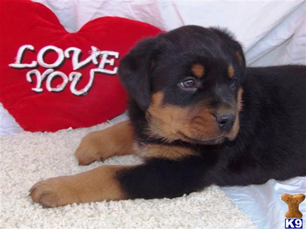 Rottweiler