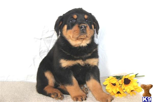 Rottweiler