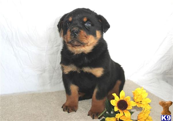 Rottweiler