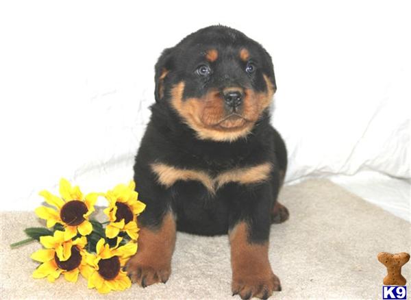 Rottweiler