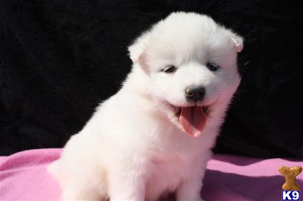 Samoyed