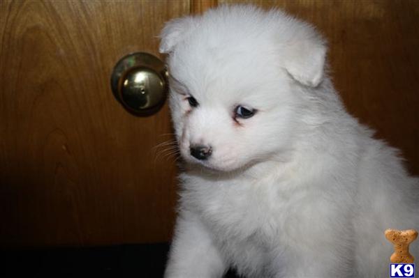 Samoyed