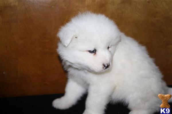 Samoyed