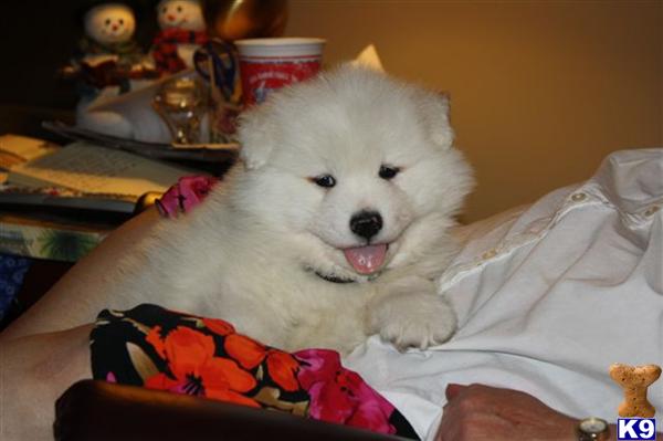 Samoyed