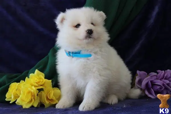 Samoyed