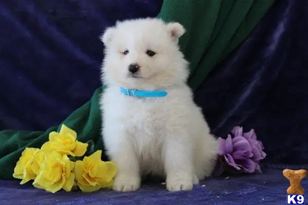 Samoyed puppy for sale