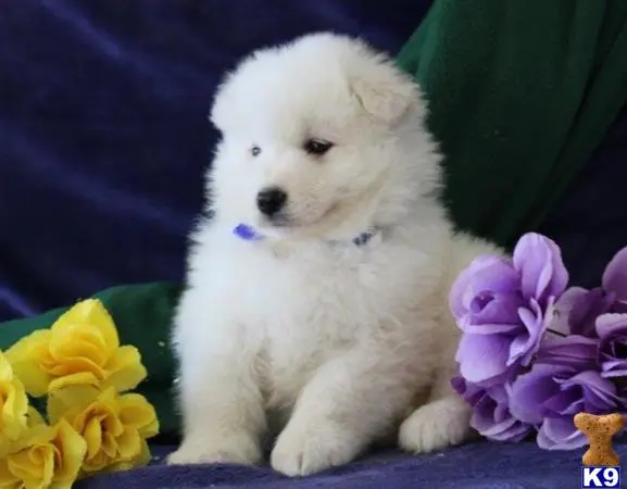 Samoyed puppy for sale