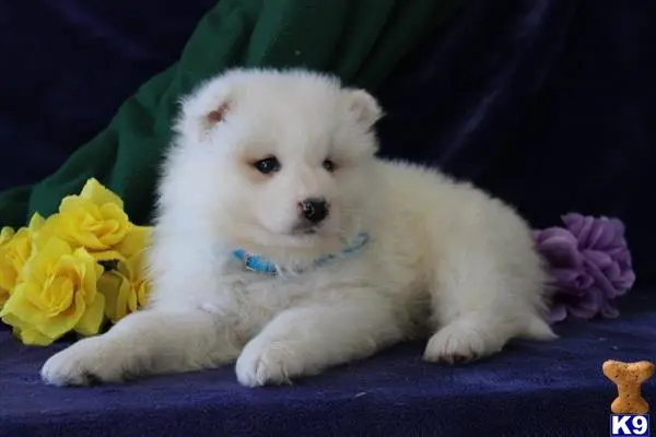 Samoyed puppy for sale