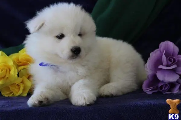 Samoyed puppy for sale