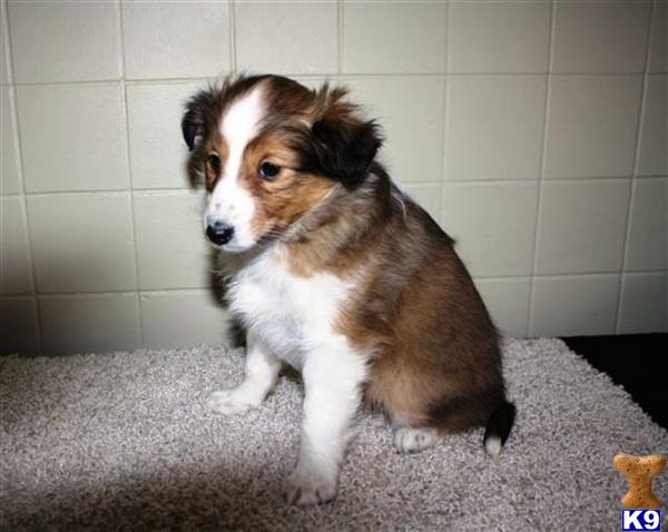 Shetland Sheepdog