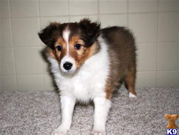 Shetland Sheepdog