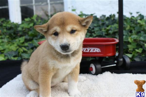 Shiba Inu