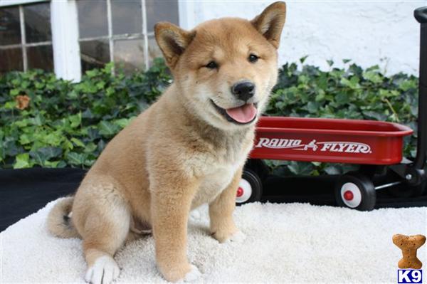 Shiba Inu