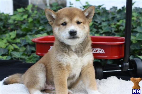 Shiba Inu