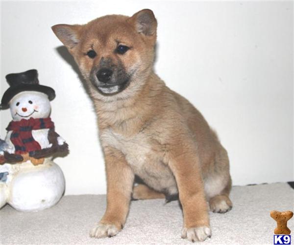 Shiba Inu