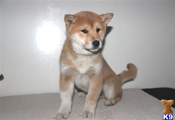 Shiba Inu