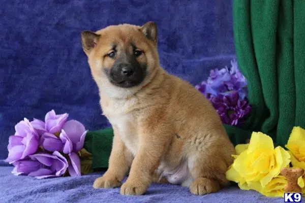 Shiba Inu puppy for sale