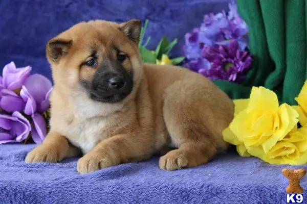 Shiba Inu puppy for sale