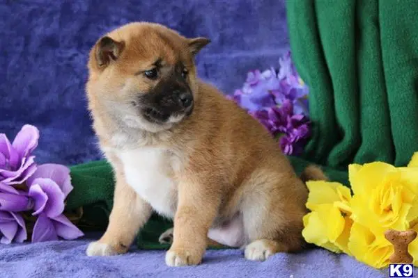 Shiba Inu puppy for sale