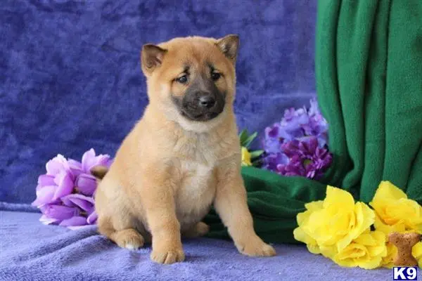 Shiba Inu puppy for sale