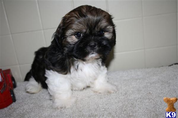 Shih Tzu