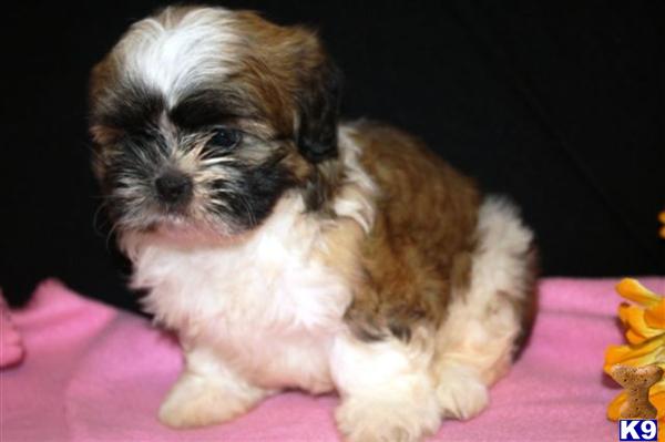 Shih Tzu