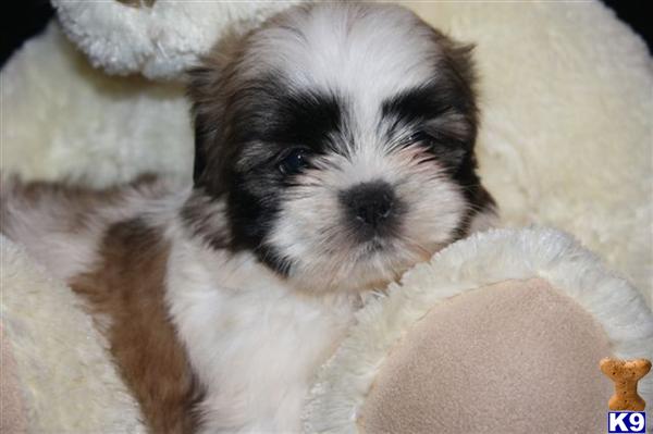 Shih Tzu