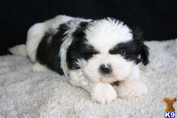 Shih Tzu