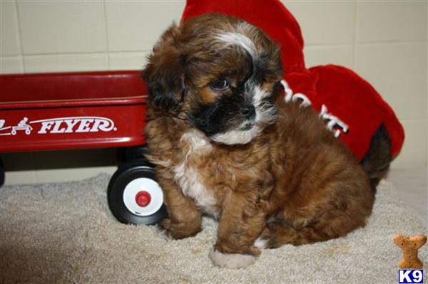 Shih Tzu