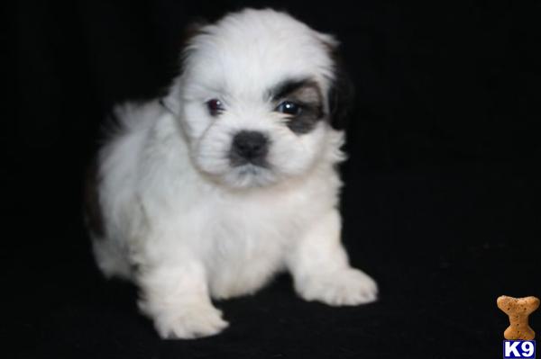 Shih Tzu