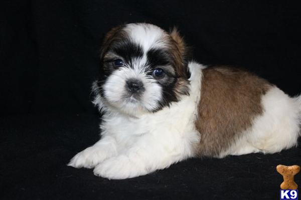 Shih Tzu