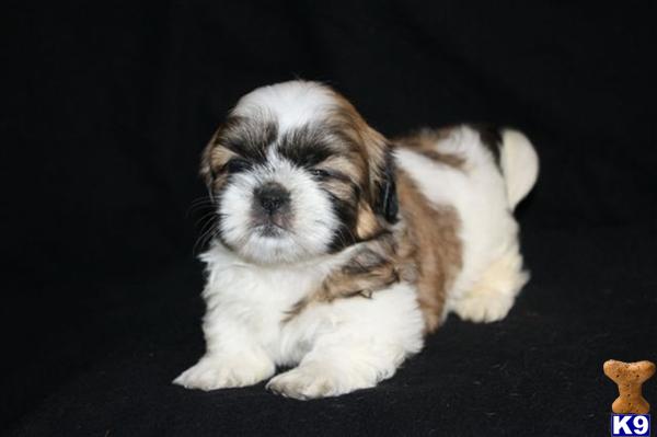 Shih Tzu