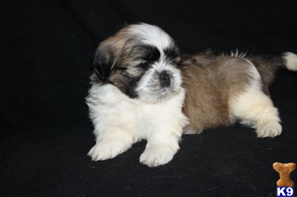 Shih Tzu