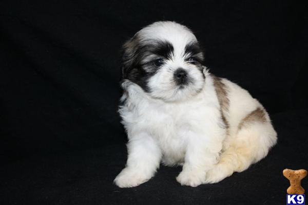 Shih Tzu