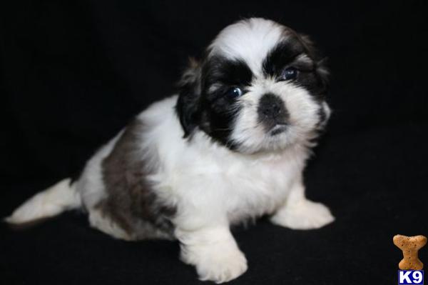 Shih Tzu