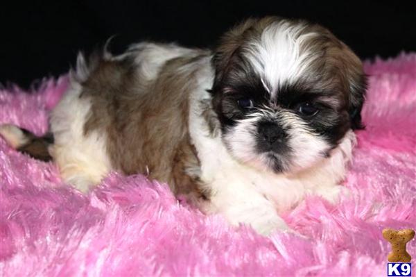 Shih Tzu