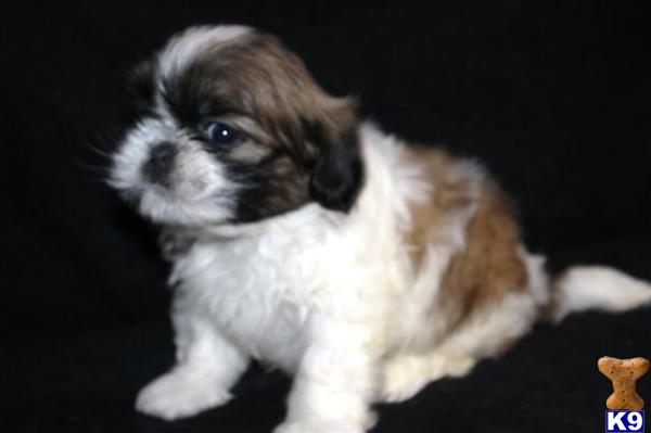 Shih Tzu