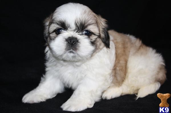 Shih Tzu