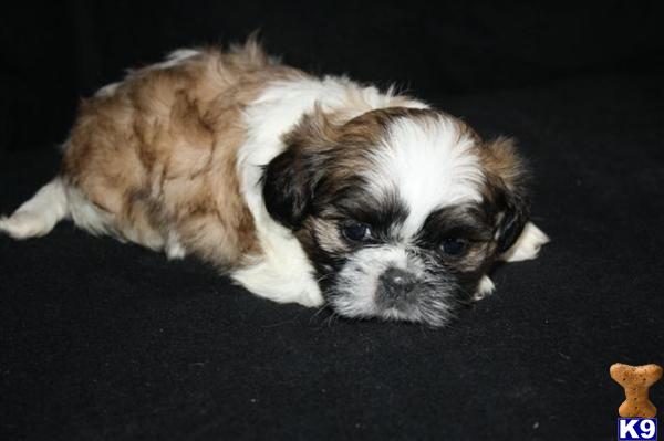 Shih Tzu