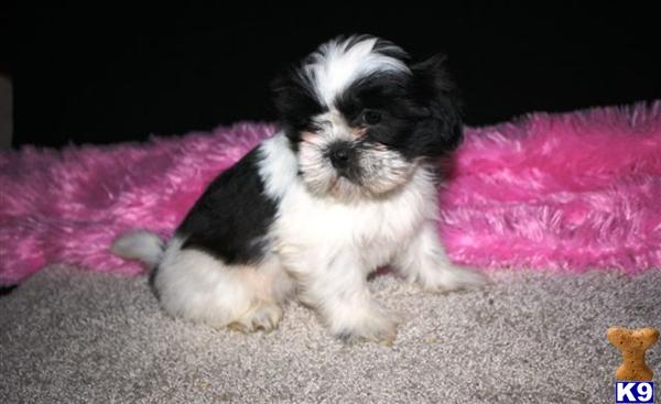 Shih Tzu