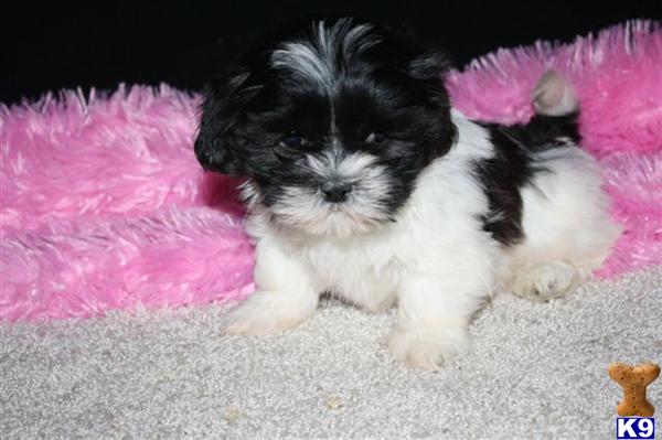 Shih Tzu