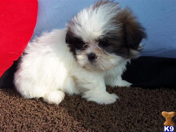 Shih Tzu