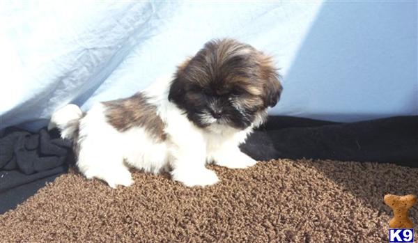 Shih Tzu